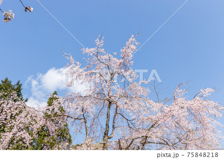 京都市伏見区の醍醐寺の風景、桜、満開、花見【3月】 75848218