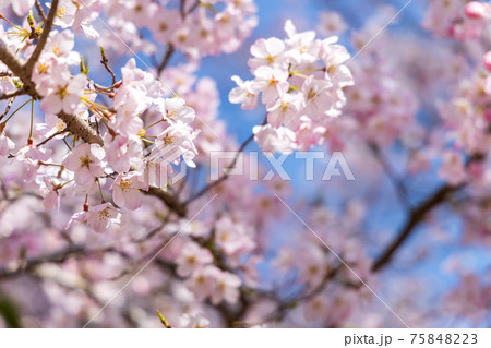 京都市伏見区の醍醐寺の風景、桜、満開、花見【3月】 京都市伏見区の醍醐寺の風景、桜、満開、花見【3月】 75848223