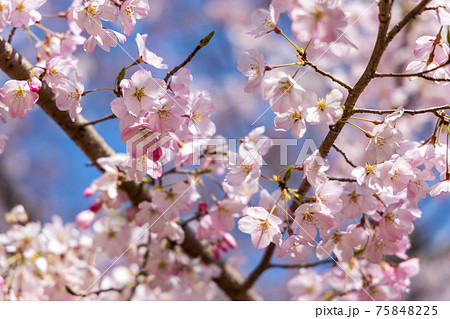 京都市伏見区の醍醐寺の風景、桜、満開、花見【3月】 75848225