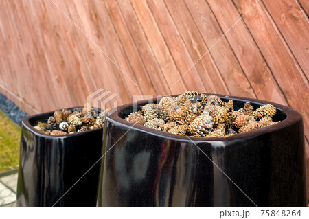 plastic black pots with pine cones mulch backyard decor against a wooden wall made of brown boards  decorative landscape closeup, nobody. 75848264