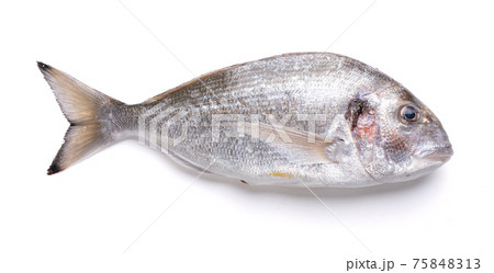 Raw and fresh sea bream 75848313
