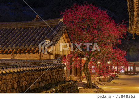 韓国 梅 寺院 75848362