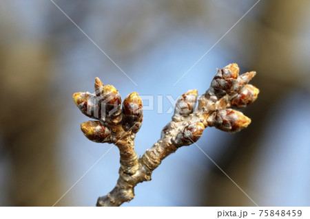 サクラの開花直前 75848459