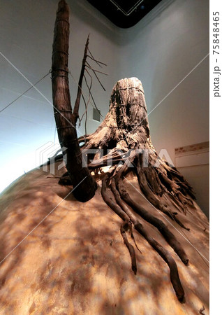 是非実物を見て欲しい　迫力の三瓶埋没林 75848465