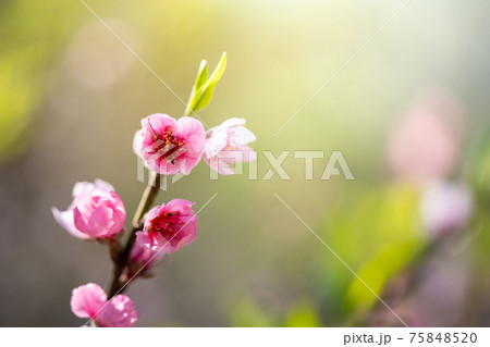 Sakura flowers blooming blossom in Chiang Mai, Thailand Sakura flowers blooming blossom in Chiang Mai, Thailand 75848520