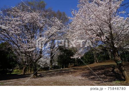 3月　世田谷768次大夫堀公園の桜 75848780