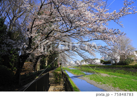 3月 世田谷765野川の桜並木・喜多見大橋近辺 3月 世田谷765野川の桜並木・喜多見大橋近辺 75848783