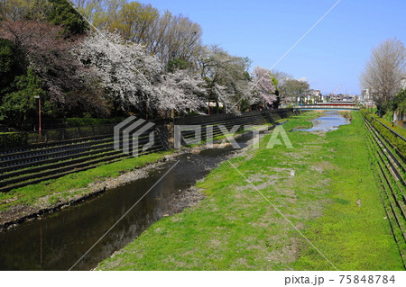 3月　世田谷764野川の桜並木･喜多見大橋近辺 75848784