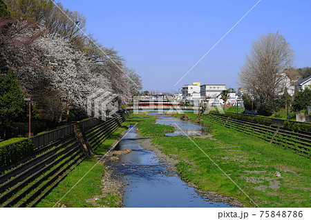 3月　世田谷762野川の桜並木･喜多見大橋近辺 75848786