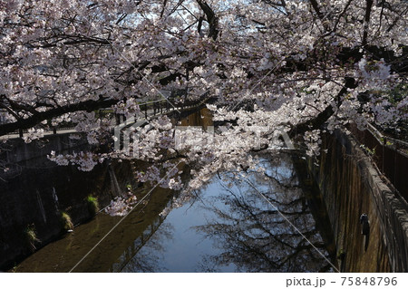 3月　世田谷752仙川の桜並木･東宝スタジオ近辺 75848796