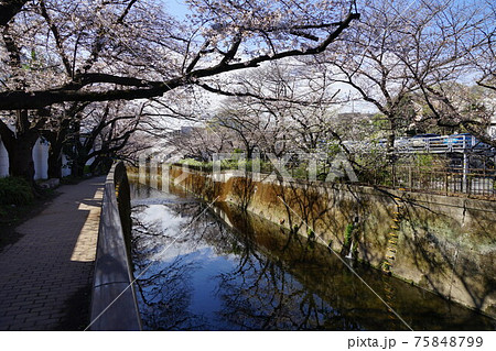 3月　世田谷749仙川の桜並木･東宝スタジオ近辺 75848799