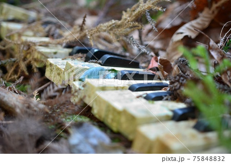 廃村に落ちていたピアノの鍵盤 廃墟 鍵盤 落ち葉 廃村に落ちていたピアノの鍵盤 廃墟 鍵盤 落ち葉 75848832