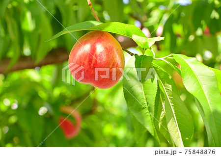 収穫を待つ赤い桃の実 75848876