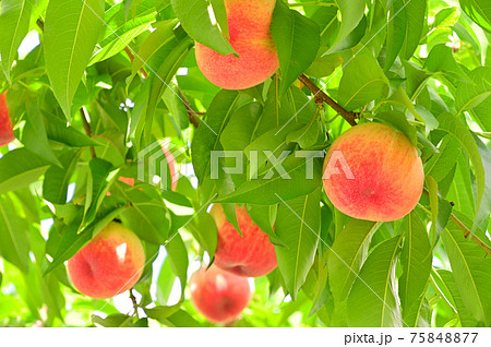 収穫を待つ赤い桃の実 収穫を待つ赤い桃の実 75848877