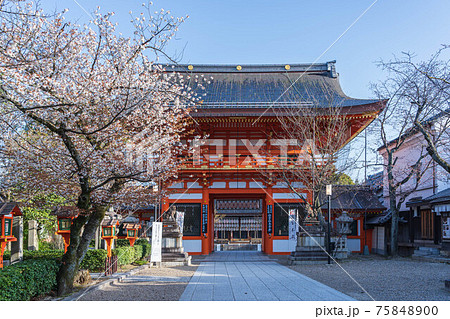 八坂神社の南楼門と桜 75848900