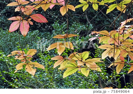 東山動植物園点景 75849064