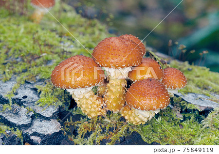 ヌメリスギタケ（北海道・知床） 75849119