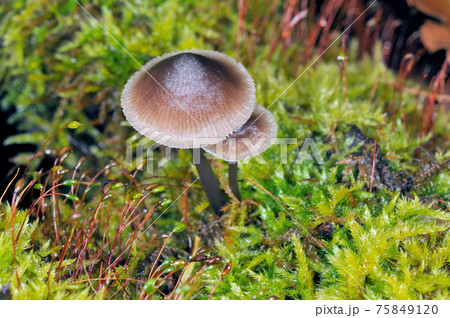 ニセチシオタケ(北海道・知床) ニセチシオタケ(北海道・知床) 75849120