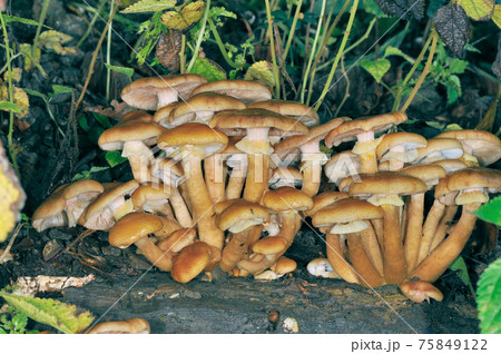 群生するナラタケ(北海道・知床) 群生するナラタケ(北海道・知床) 75849122