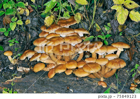 群生するナラタケ(北海道・知床) 群生するナラタケ(北海道・知床) 75849123