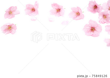 Cherry blossom isolated on white background. Sign of spring Cherry blossom isolated on white background. Sign of spring 75849126