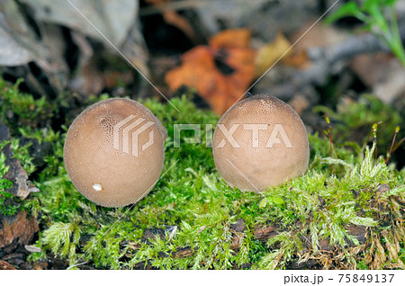 タヌキノチャブクロ（北海道・知床） 75849137