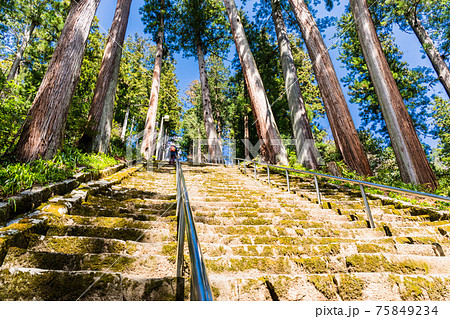 春の菩提梯 75849234