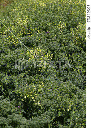 春の日に咲いたブロッコリーの黄色い花の写真素材