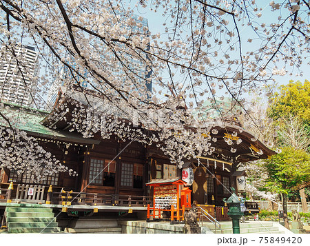 新宿熊野神社の桜 新宿熊野神社の桜 75849420