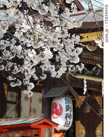 新宿熊野神社の桜 75849449
