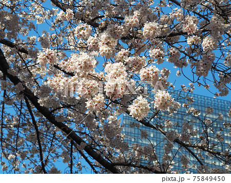 新宿熊野神社の桜 75849450