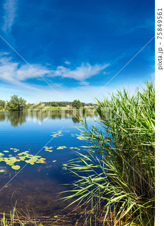 Calm pond and water plants Calm pond and water plants 75849561