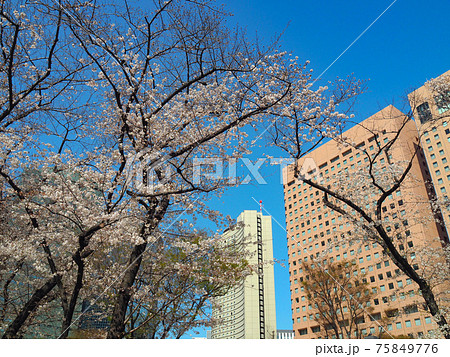 東京・新宿中央公園の桜 75849776