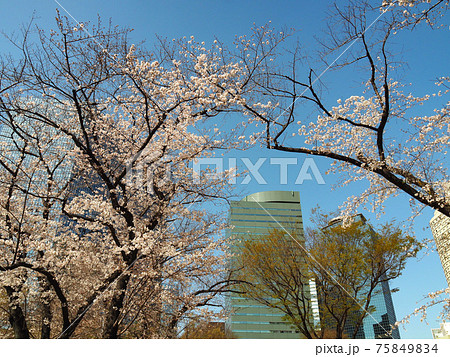 東京・新宿中央公園の桜 75849834