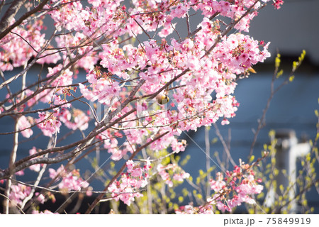 陽光桜とメジロ 陽光桜とメジロ 75849919