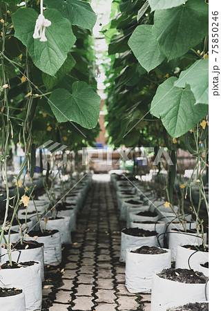Organic cucumber plant growing in greenhouse using drip irrigation system 75850246