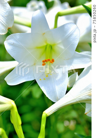 可憐な花ユリ 可憐な花ユリ 75850260