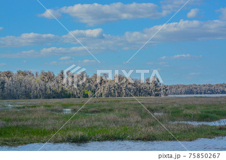 Beautiful view of Lake Louise in the wetlands of Clermont, Lake County, Florida 75850267