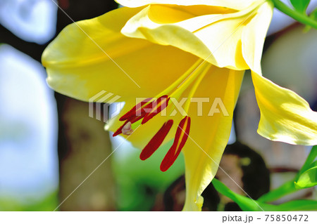 可憐な花ユリ 可憐な花ユリ 75850472