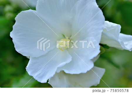 夏の花ムクゲ 夏の花ムクゲ 75850578