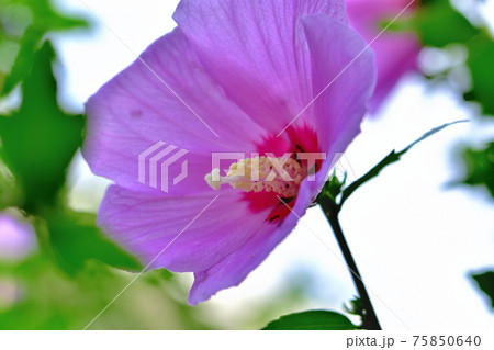 夏の花ムクゲ 夏の花ムクゲ 75850640