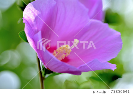 夏の花ムクゲ 75850641