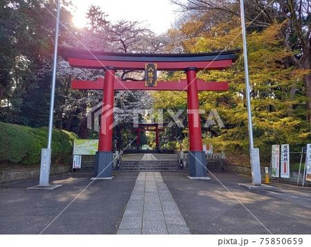 春に満開の桜が咲く大宮八幡宮の表参道・第一鳥居　 75850659