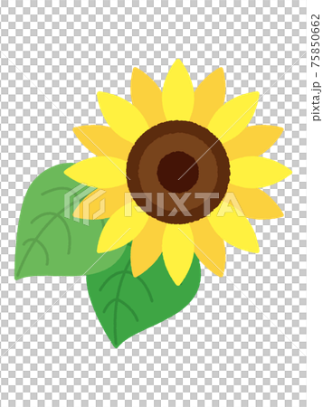 Sunflower / summer image Sunflower / summer image 75850662