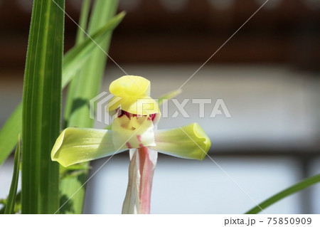 今年も咲き始めたシュンラン（春蘭） 75850909