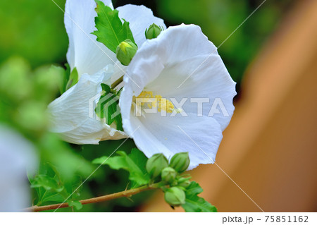 夏の花ムクゲ 夏の花ムクゲ 75851162