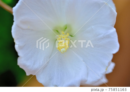 夏の花ムクゲ 75851163