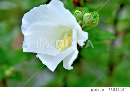 夏の花ムクゲ 75851164