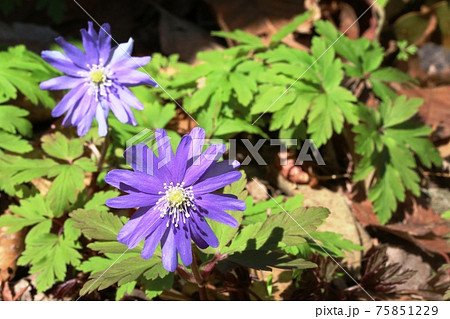 青紫色のキクザキイチゲ 菊咲一華 の写真素材