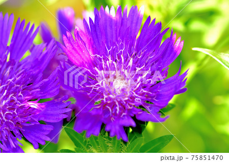 ヤグルマギク ヤグルマギク 75851470